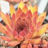 Sempervivum 'Toy Clown'