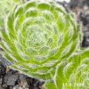 Sempervivum ciliosum 'Borisii'