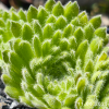 Sempervivum ciliosum 'Borisii'
