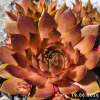 Sempervivum 'Goldmarie'