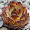 Sempervivum 'Sylvia'