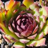 Sempervivum 'Sylvia'