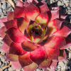 Sempervivum 'Sylvia'