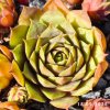 Sempervivum 'Forever Sam'
