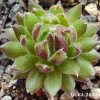 Sempervivum 'Georgette'