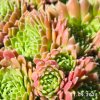 Sempervivum 'Georgette'