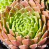 Sempervivum 'Georgette'