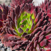 Sempervivum 'Georgette'