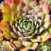 Sempervivum 'Jacky'