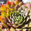 Sempervivum 'Jacky'