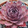 Sempervivum 'Big Purple Rose'