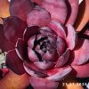 Sempervivum 'Big Purple Rose'