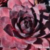 Sempervivum 'Big Purple Rose'