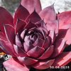 Sempervivum 'Big Purple Rose'