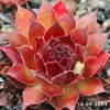 Sempervivum 'Augenstern'