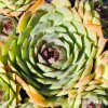 Sempervivum 'Pluto'
