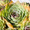 Sempervivum 'Pluto'