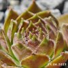 Sempervivum 'Hawaiki'
