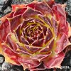Sempervivum 'Hawaiki'