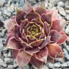Sempervivum 'Hawaiki'