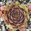 Sempervivum 'Hawaiki'