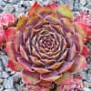 Sempervivum 'Hawaiki'