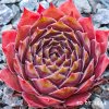 Sempervivum 'Hawaiki'