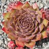 Sempervivum 'Hawaiki'