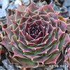 Sempervivum 'Hawaiki'