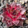 Sempervivum 'Hawaiki'