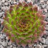 Sempervivum 'Kindingeri'