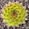 Sempervivum 'Kindingeri'