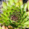 Sempervivum 'Kindingeri'