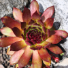 Sempervivum 'Marijke'