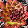 Sempervivum 'Marijke'