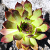 Sempervivum 'Marijke'