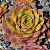 Sempervivum 'Ocean Rockoon'