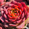 Sempervivum 'Ocean Rockoon'