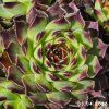 Sempervivum 'Irena'