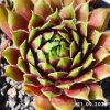 Sempervivum 'Karussell'