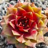 Sempervivum 'Popocatepetl'