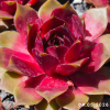 Sempervivum 'Popocatepetl'