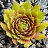 Sempervivum 'Zesty'