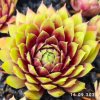 Sempervivum 'Zesty'