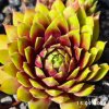 Sempervivum 'Zesty'