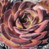 Sempervivum 'Schnuggel'