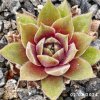 Sempervivum 'Zhane'