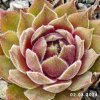 Sempervivum 'Zhane'
