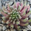 Sempervivum 'Hela'