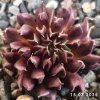 Sempervivum 'Hela'